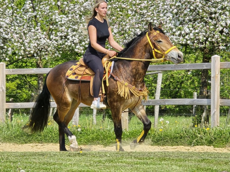 Andere Rassen Merrie 3 Jaar 158 cm Bruin in Linkenbach