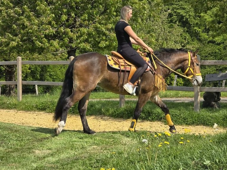 Andere Rassen Merrie 3 Jaar 158 cm Bruin in Linkenbach