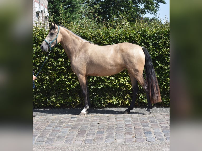 Andere Rassen Merrie 3 Jaar 158 cm Buckskin in Achtmaal