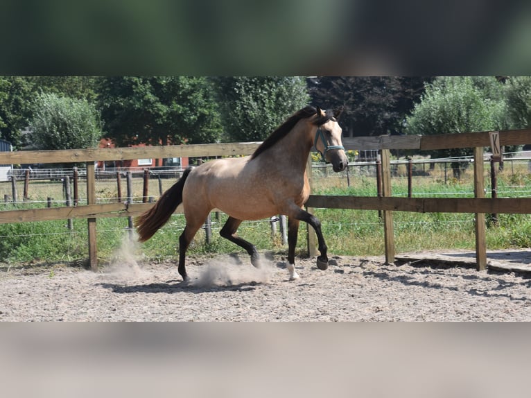 Andere Rassen Merrie 3 Jaar 158 cm Buckskin in Achtmaal