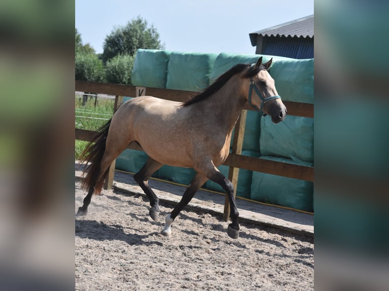 Andere Rassen Merrie 3 Jaar 158 cm Buckskin in Achtmaal