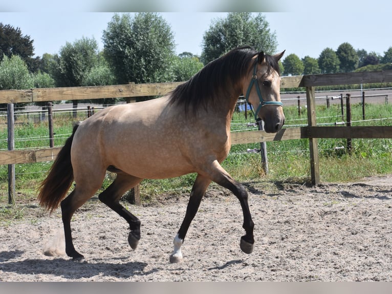 Andere Rassen Merrie 3 Jaar 158 cm Buckskin in Achtmaal