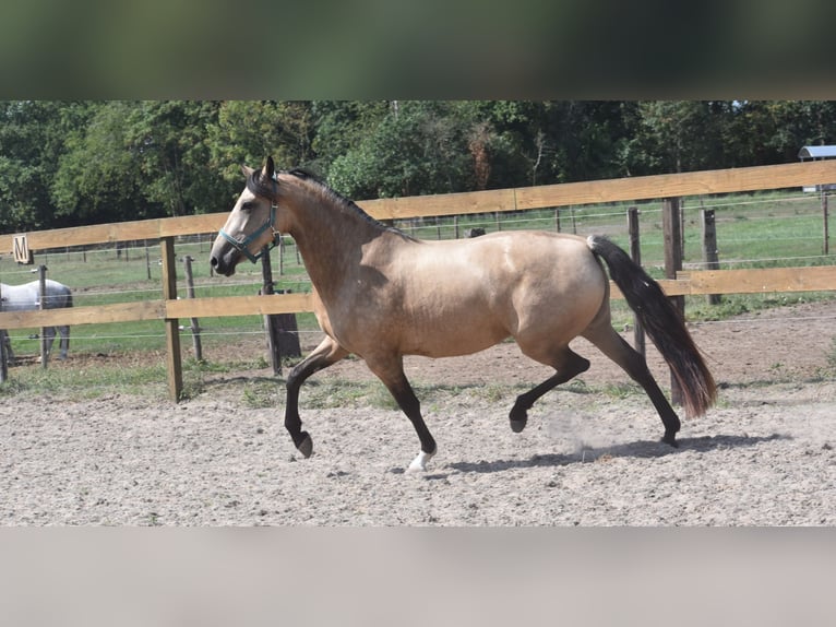 Andere Rassen Merrie 3 Jaar 158 cm Buckskin in Achtmaal