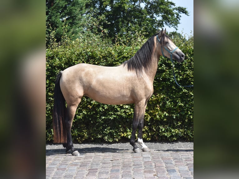 Andere Rassen Merrie 3 Jaar 158 cm Buckskin in Achtmaal