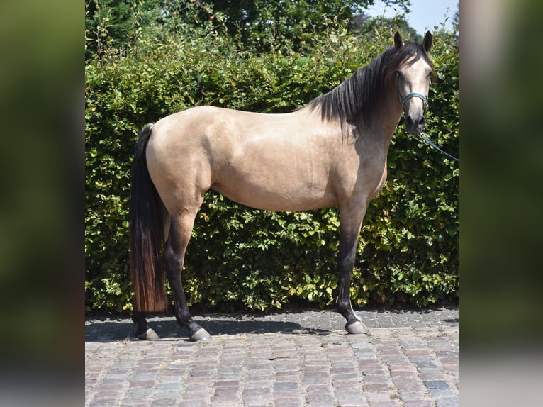 Andere Rassen Merrie 3 Jaar 158 cm Buckskin in Achtmaal