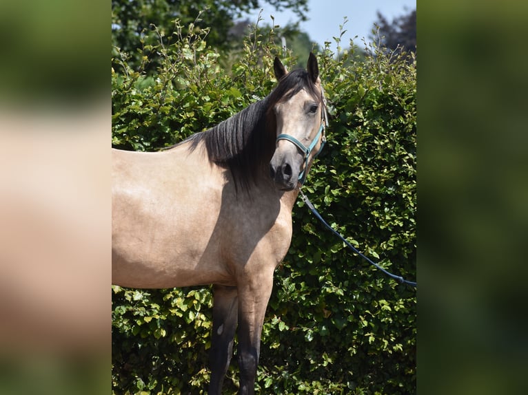 Andere Rassen Merrie 3 Jaar 158 cm Buckskin in Achtmaal