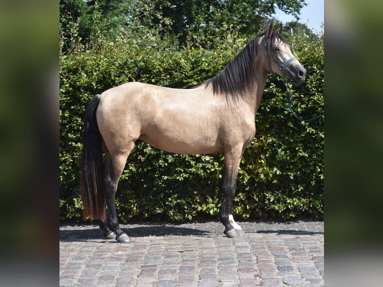 Andere Rassen Merrie 3 Jaar 158 cm Buckskin in Achtmaal