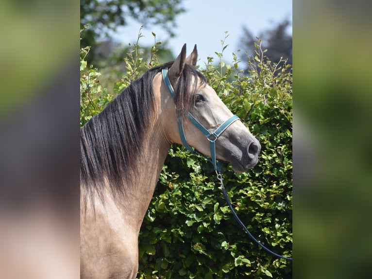 Andere Rassen Merrie 3 Jaar 158 cm Buckskin in Achtmaal