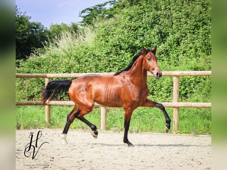 Andere Rassen Merrie 3 Jaar 160 cm Bruin in Marly-sous-Issy