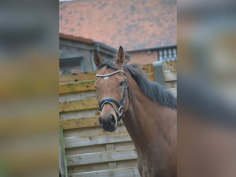 Andere Rassen Merrie 3 Jaar 160 cm Bruin in Breda