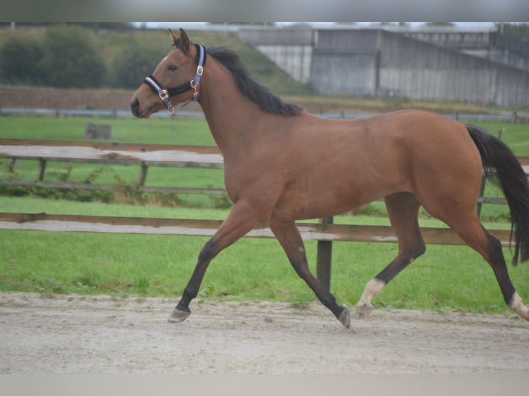 Andere Rassen Merrie 3 Jaar 160 cm Bruin in wuustwezel