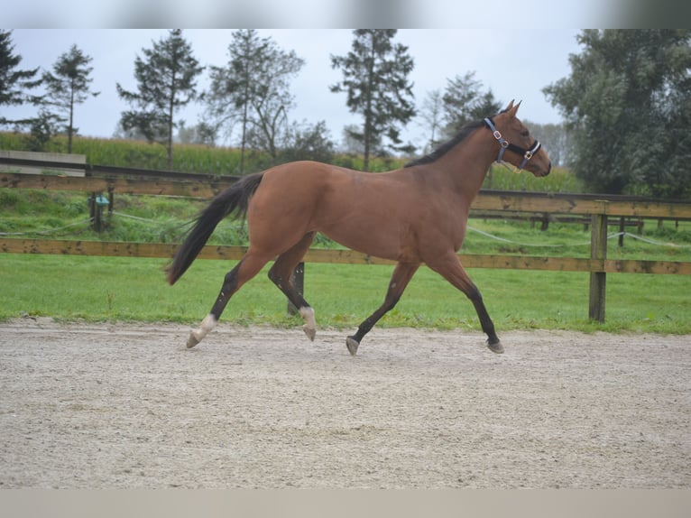 Andere Rassen Merrie 3 Jaar 160 cm Bruin in wuustwezel