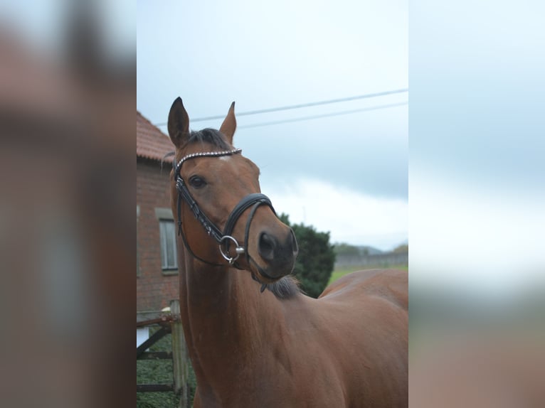 Andere Rassen Merrie 3 Jaar 160 cm Bruin in wuustwezel