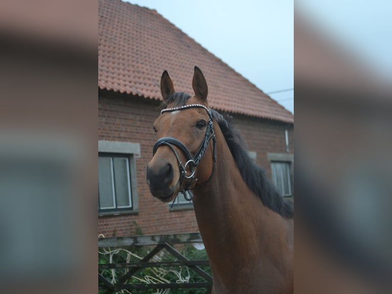 Andere Rassen Merrie 3 Jaar 160 cm Bruin in wuustwezel