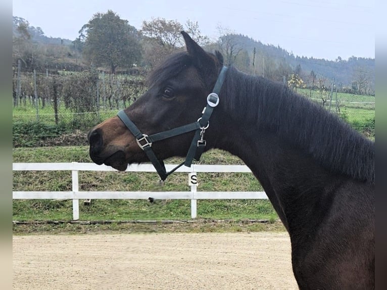 Andere Rassen Merrie 3 Jaar 160 cm Bruin in Garai-San Migel