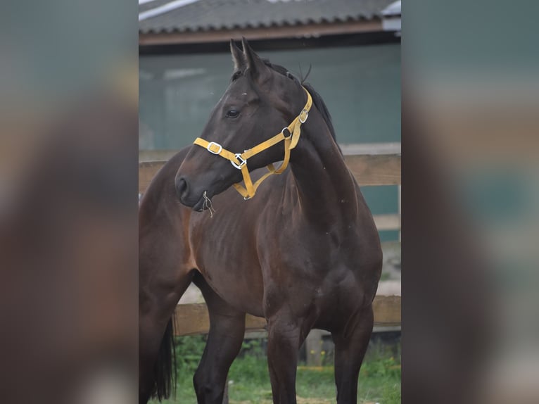 Andere Rassen Merrie 3 Jaar 160 cm Donkerbruin in Achtmaal