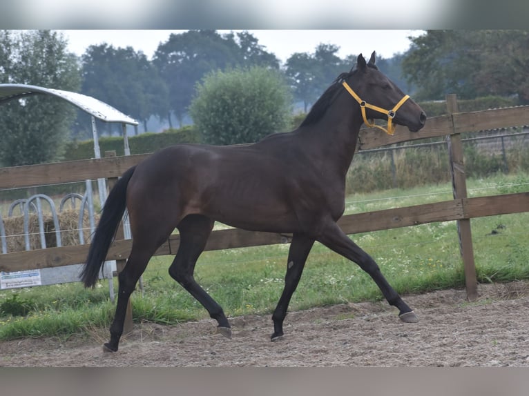 Andere Rassen Merrie 3 Jaar 160 cm Donkerbruin in Achtmaal