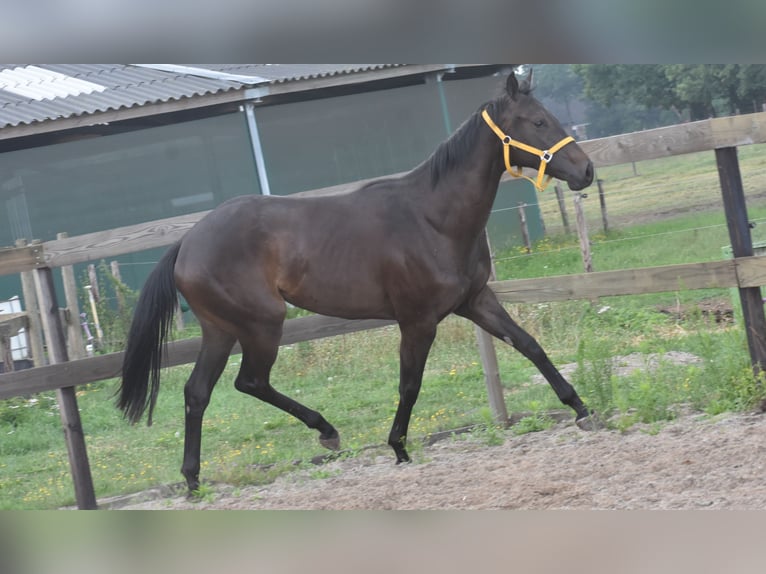 Andere Rassen Merrie 3 Jaar 160 cm Donkerbruin in Achtmaal