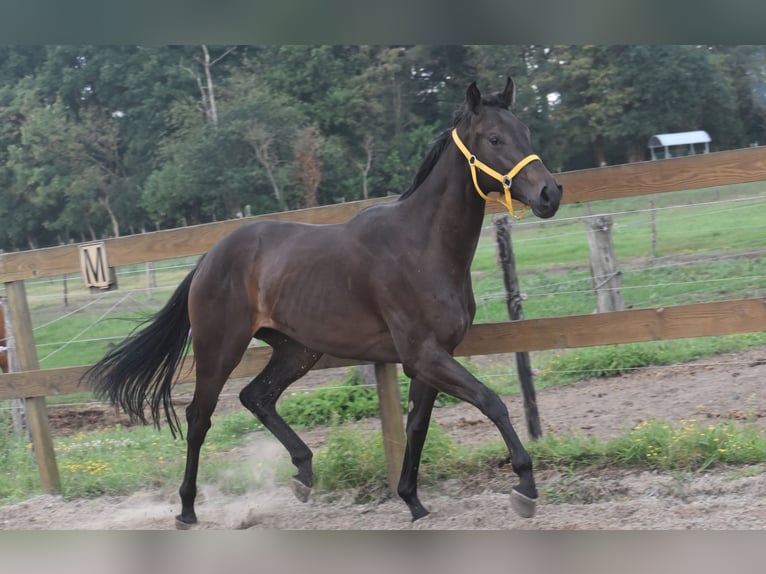Andere Rassen Merrie 3 Jaar 160 cm Donkerbruin in Achtmaal