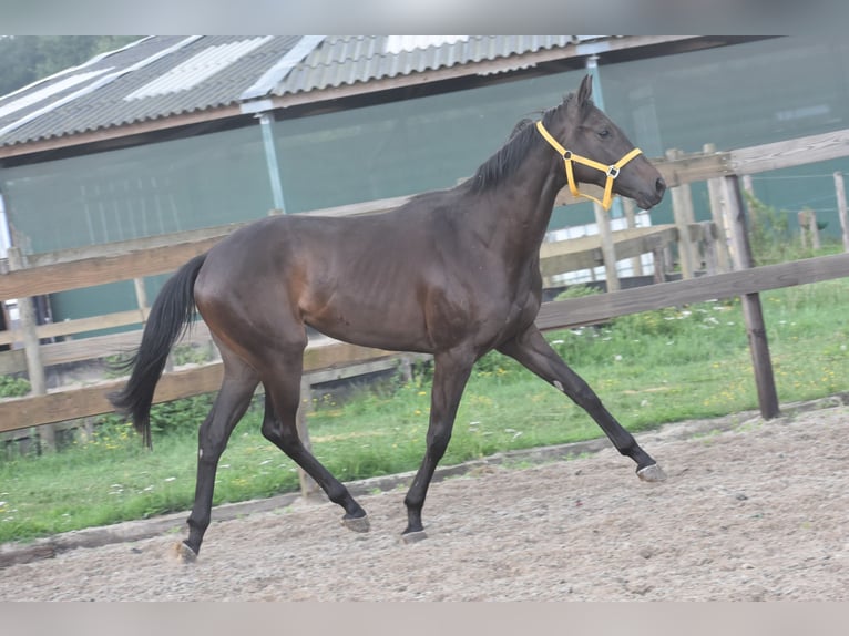 Andere Rassen Merrie 3 Jaar 160 cm Donkerbruin in Achtmaal