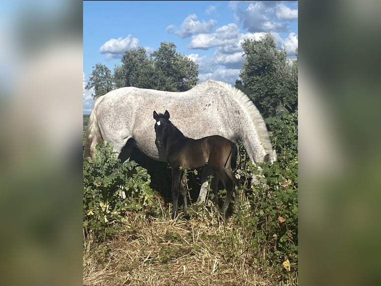 Andere Rassen Merrie 3 Jaar 160 cm Schimmel in Bages