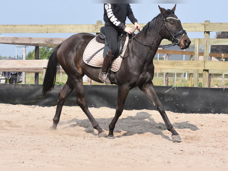 Andere Rassen Merrie 3 Jaar 162 cm Donkerbruin in Achtmaal