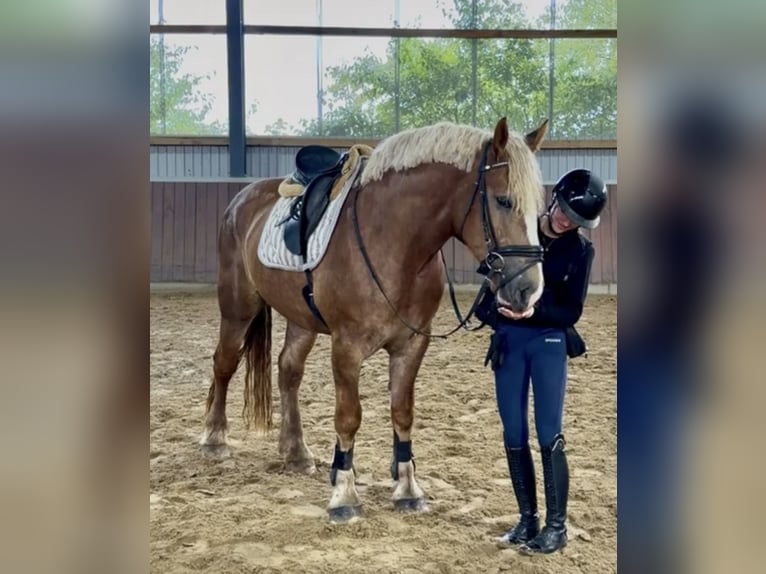 Andere Rassen Merrie 3 Jaar 162 cm Donkere-vos in Bünde