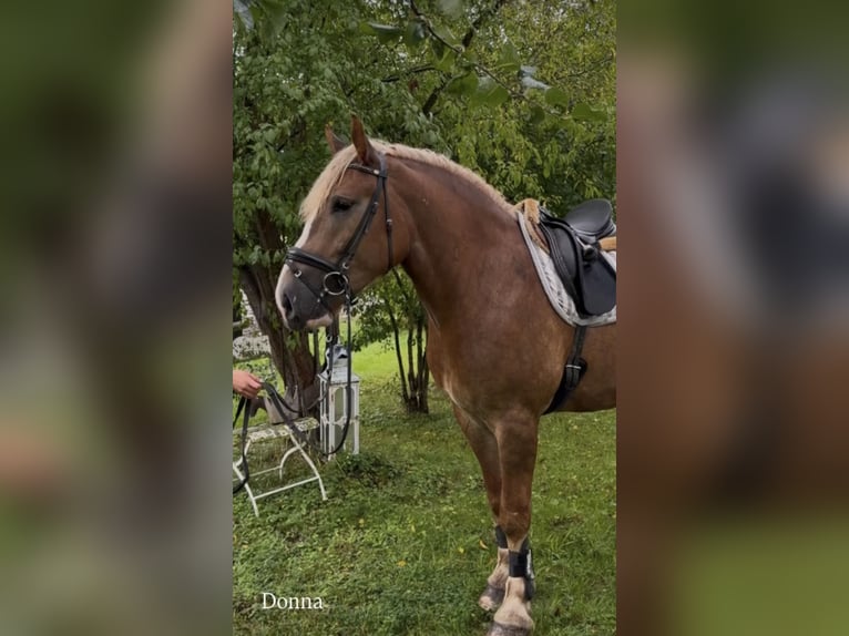 Andere Rassen Merrie 3 Jaar 162 cm Donkere-vos in Bünde