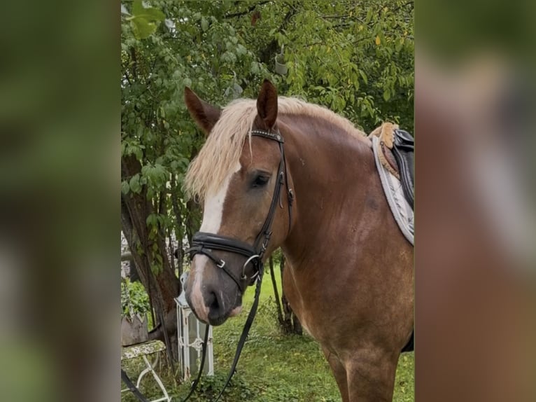Andere Rassen Merrie 3 Jaar 162 cm Donkere-vos in Bünde