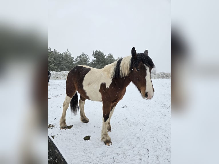 Andere Rassen Mix Merrie 3 Jaar 162 cm Gevlekt-paard in Stauchitz