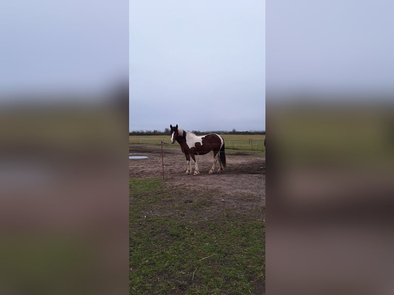 Andere Rassen Mix Merrie 3 Jaar 162 cm Gevlekt-paard in Stauchitz