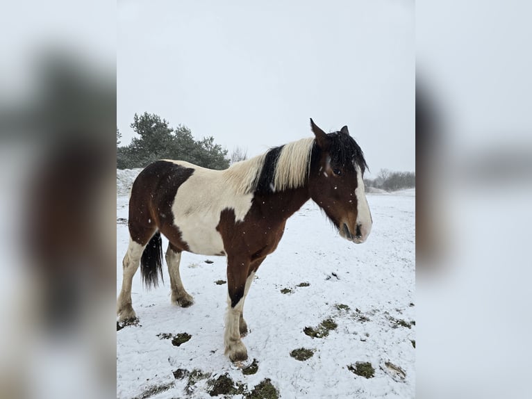 Andere Rassen Mix Merrie 3 Jaar 162 cm Gevlekt-paard in Stauchitz