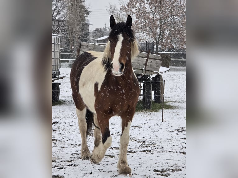 Andere Rassen Mix Merrie 3 Jaar 162 cm Gevlekt-paard in Stauchitz