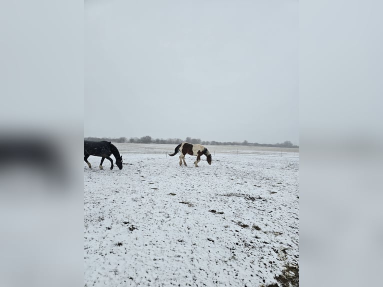 Andere Rassen Mix Merrie 3 Jaar 162 cm Gevlekt-paard in Stauchitz