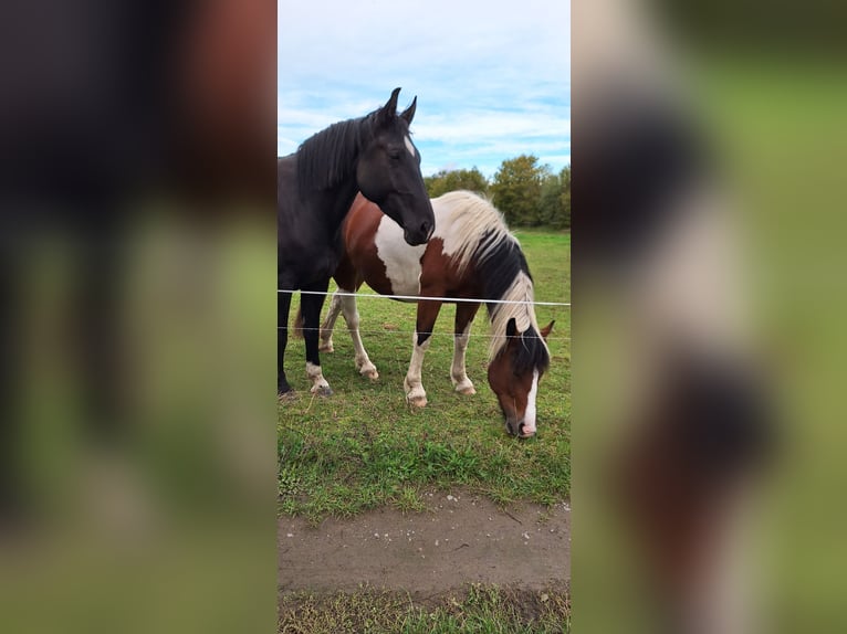 Andere Rassen Mix Merrie 3 Jaar 162 cm Gevlekt-paard in Stauchitz