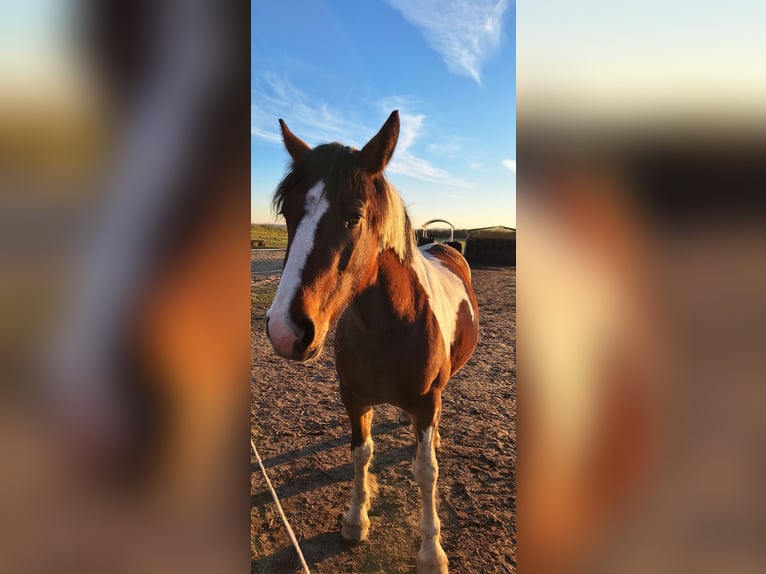 Andere Rassen Mix Merrie 3 Jaar 162 cm Gevlekt-paard in Stauchitz