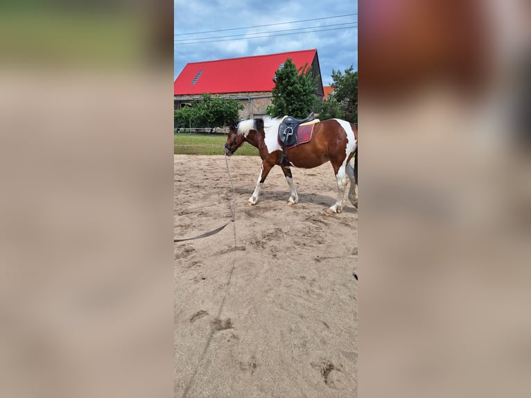 Andere Rassen Mix Merrie 3 Jaar 162 cm Gevlekt-paard in Stauchitz