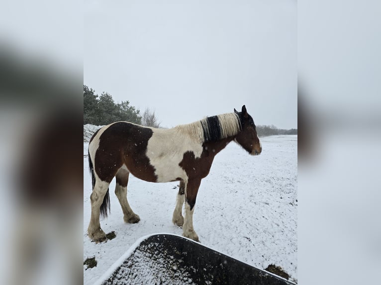 Andere Rassen Mix Merrie 3 Jaar 162 cm Gevlekt-paard in Stauchitz