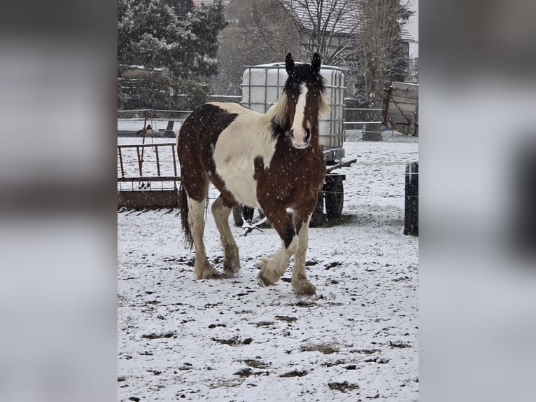 Andere Rassen Mix Merrie 3 Jaar 162 cm Gevlekt-paard in Stauchitz