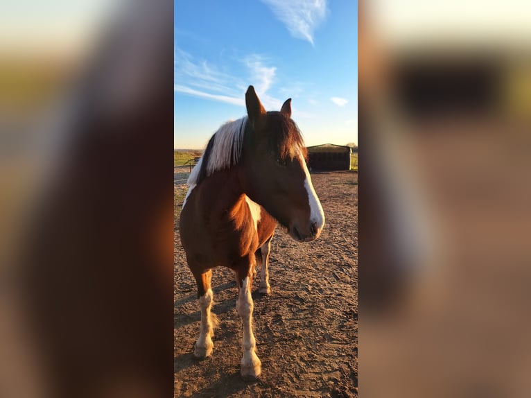 Andere Rassen Mix Merrie 3 Jaar 162 cm Gevlekt-paard in Stauchitz