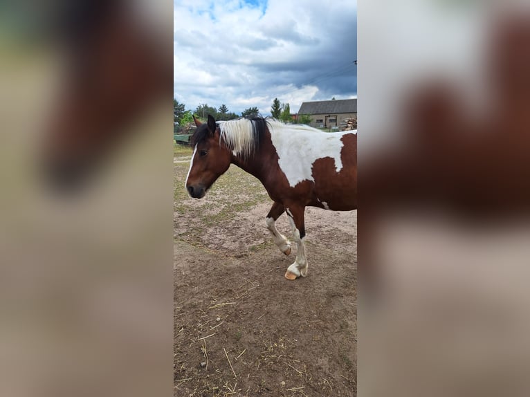 Andere Rassen Mix Merrie 3 Jaar 162 cm Gevlekt-paard in Stauchitz