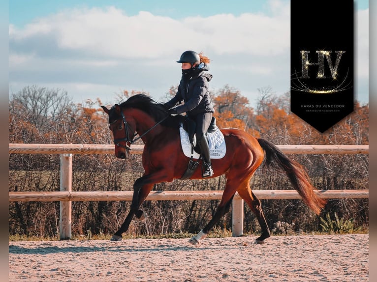 Andere Rassen Merrie 3 Jaar 163 cm Bruin in Marly-sous-Issy