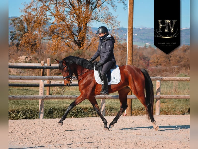 Andere Rassen Merrie 3 Jaar 163 cm Bruin in Marly-sous-Issy