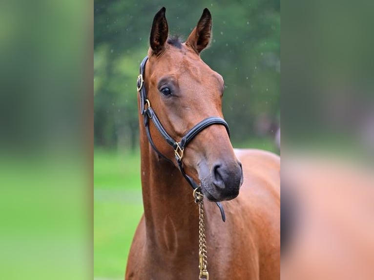 Andere Rassen Merrie 3 Jaar 165 cm in Zele