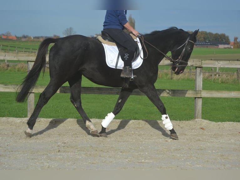 Andere Rassen Merrie 3 Jaar 165 cm Zwart in Breda