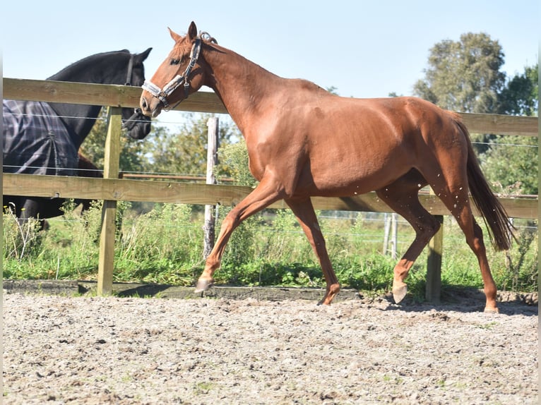 Andere Rassen Merrie 3 Jaar 168 cm Vos in Achtmaal