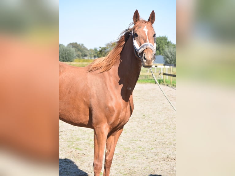 Andere Rassen Merrie 3 Jaar 168 cm Vos in Achtmaal