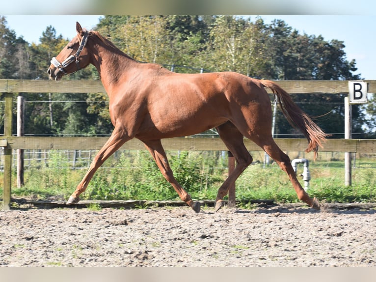 Andere Rassen Merrie 3 Jaar 168 cm Vos in Achtmaal