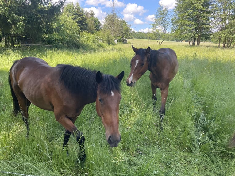 Andere Rassen Mix Merrie 4 Jaar 137 cm Bruin in Laubach