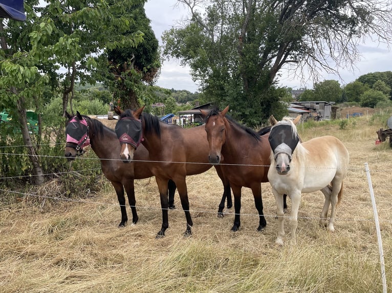 Andere Rassen Mix Merrie 4 Jaar 137 cm Bruin in Laubach
